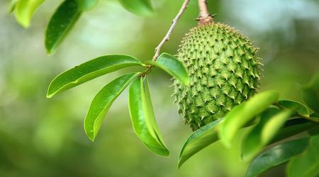 Coup de projecteur sur un fruit exotique hors du commun : le Graviola